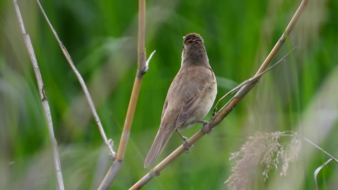 大苇莺(Acrocephalus orientalis) /大田，韩国视频素材