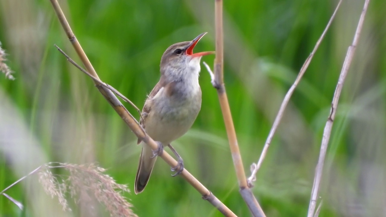 大苇莺(Acrocephalus orientalis) /大田，韩国视频素材