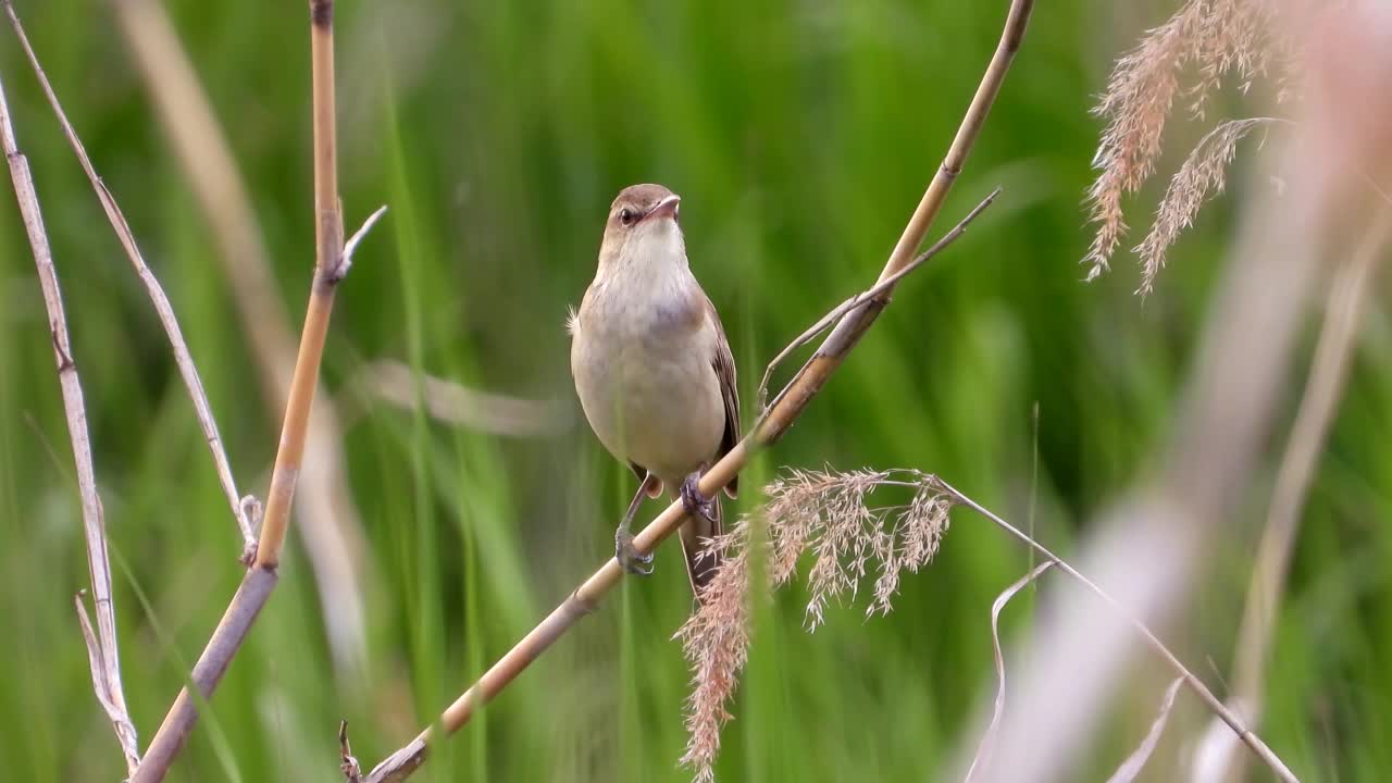 大苇莺(Acrocephalus orientalis) /大田，韩国视频素材