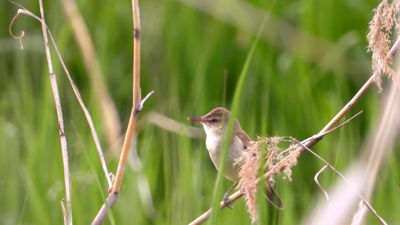 大苇莺(Acrocephalus orientalis) /大田，韩国视频素材