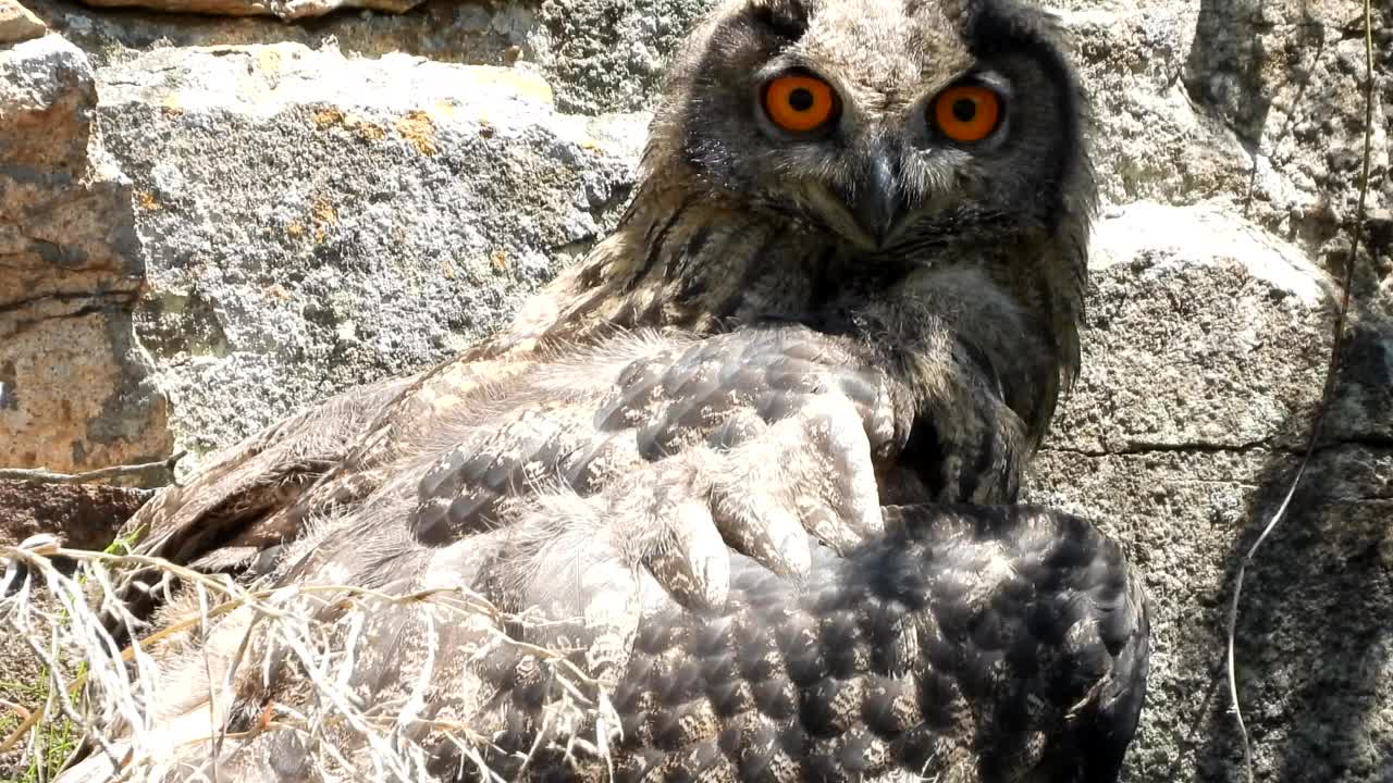 年轻的鹰鸮(Bubo Bubo) /忠南公州市，韩国视频素材