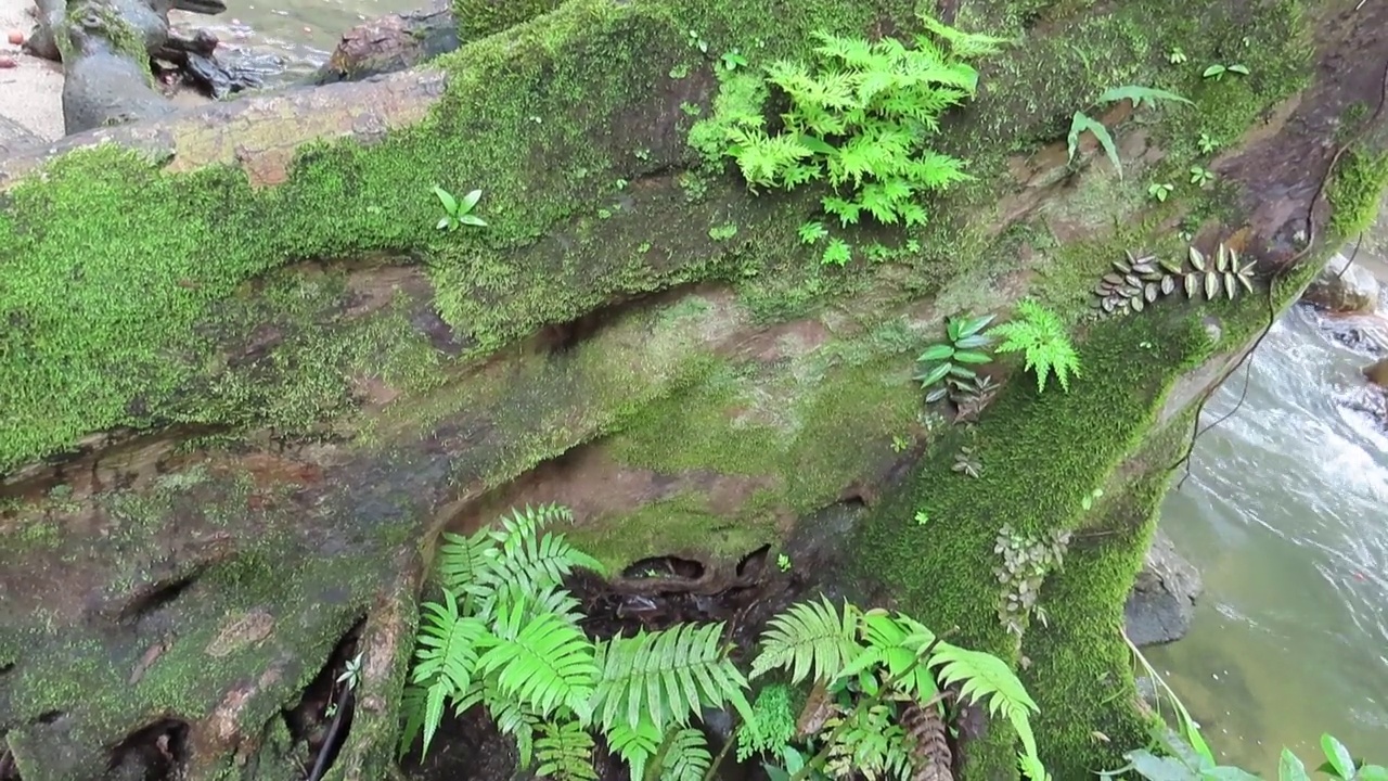 长满青苔的树木和流水视频素材