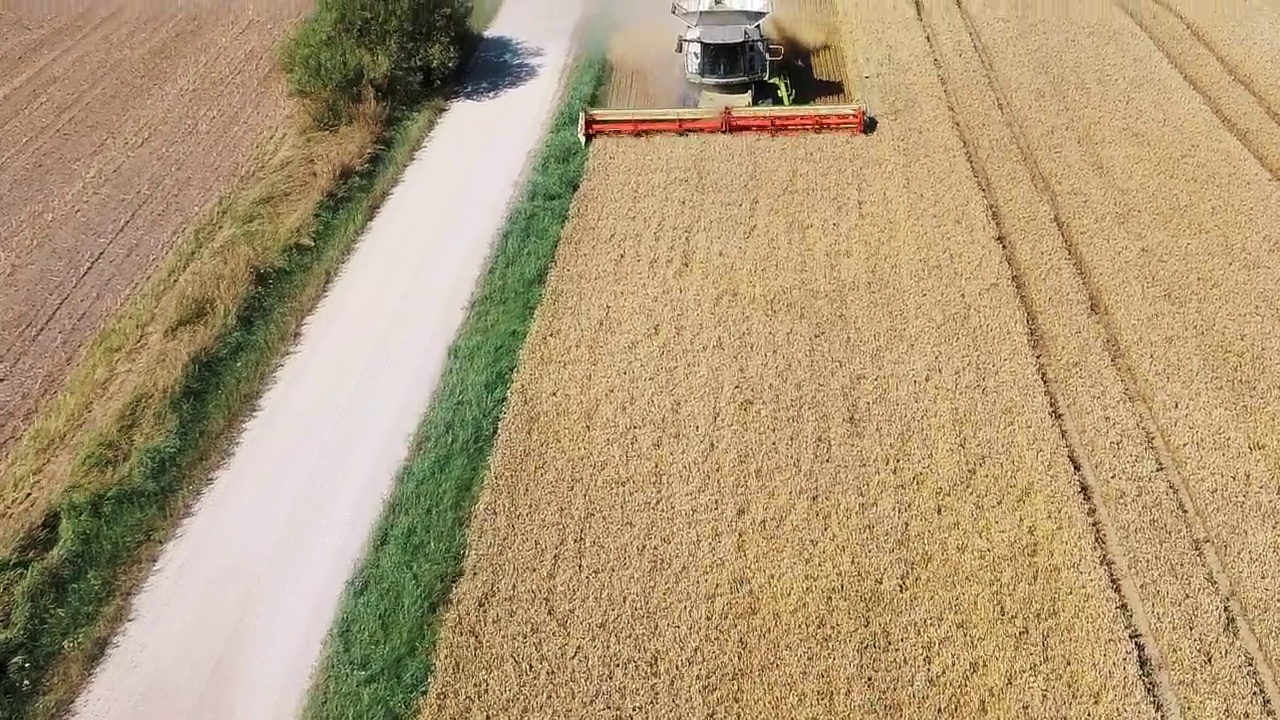 收割机割草机切割小麦小穗的鸟瞰图。农业收割工作。收割机在田间移动，收割成熟的小麦。大型收割机在夕阳下收割谷物。农业企业视频素材