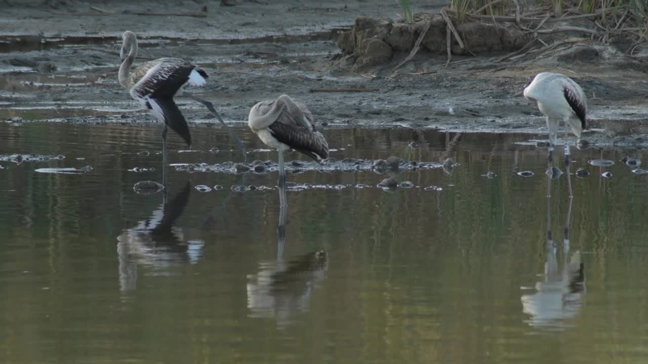 大火烈鸟的聚居地。Phoenicopterus roseus也叫视频素材