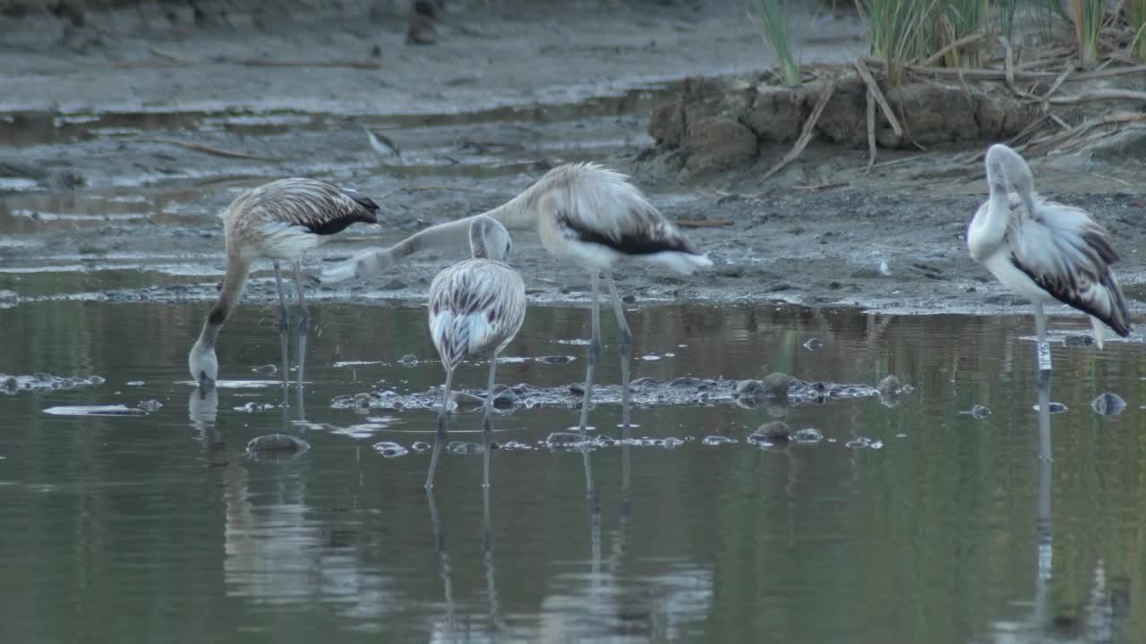 日落时分，一群野生大火烈鸟在河里。Phoenicopterus roseus也叫视频素材