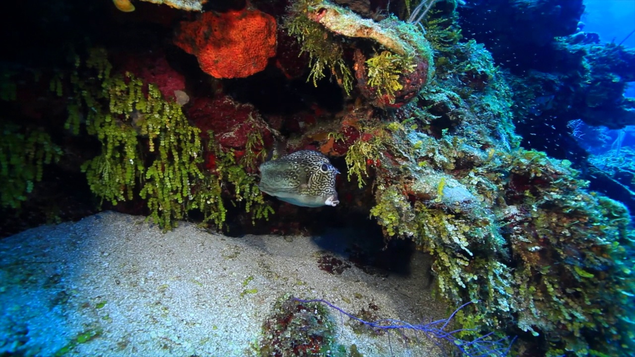 Roatan LS珊瑚礁中的蜂巢牛鱼视频素材