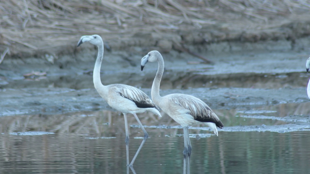 日落时分，大火烈鸟群在河中。Phoenicopterus roseus也叫视频素材