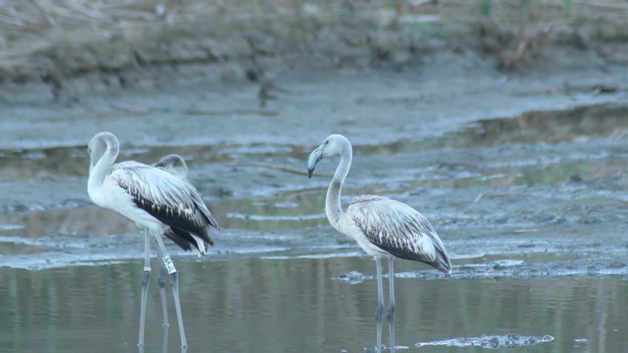 河里的野生大火烈鸟。Phoenicopterus roseus也叫视频素材