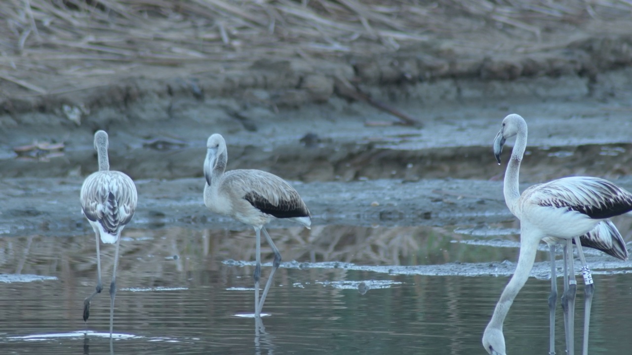 河中的大火烈鸟群。Phoenicopterus roseus也叫视频素材