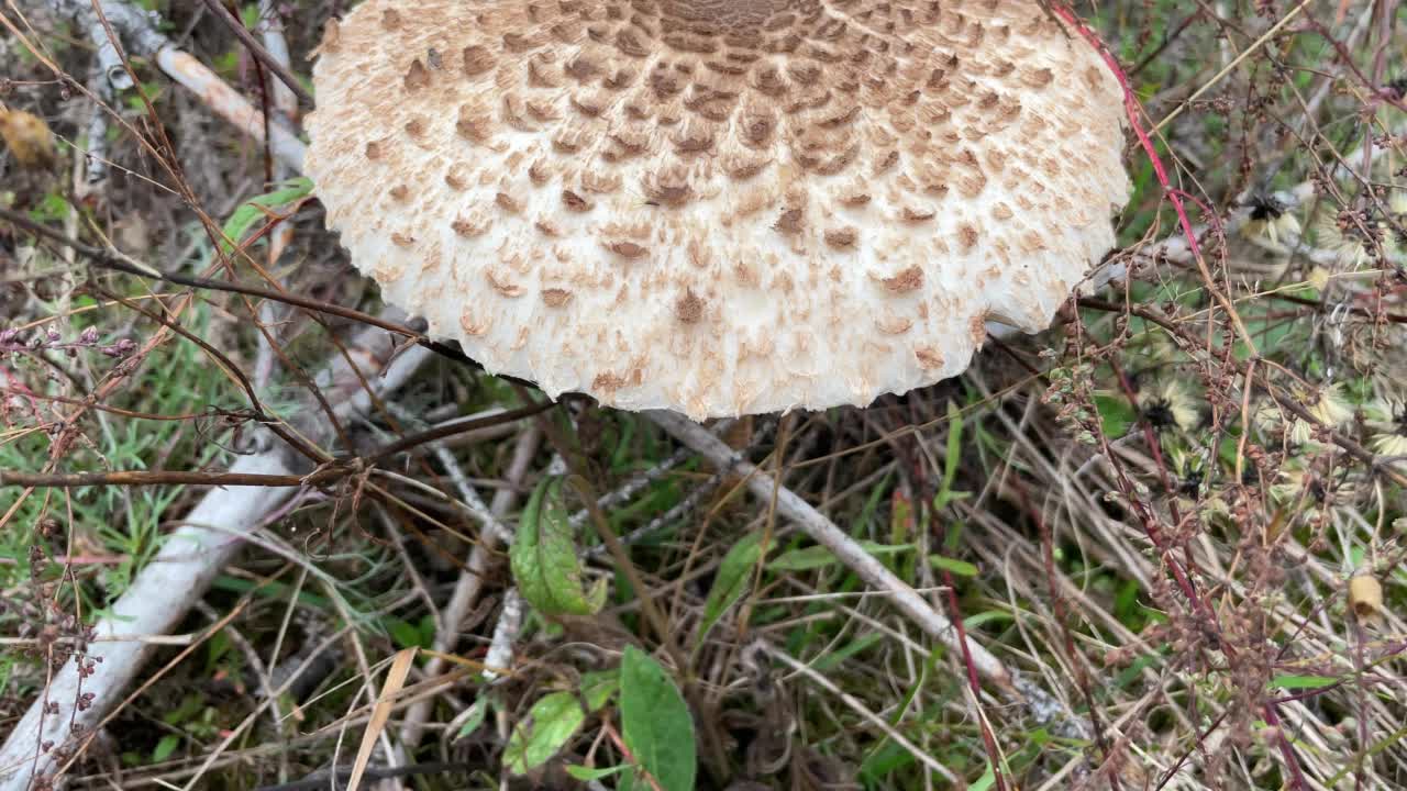 雨中草地上的蘑菇。长在草地上的蘑菇。视频素材