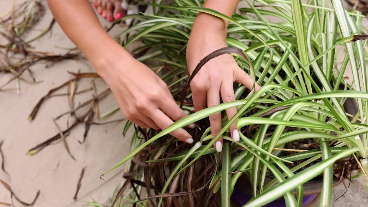 用手去除枯萎的叶尖和枯萎的吊兰花视频素材