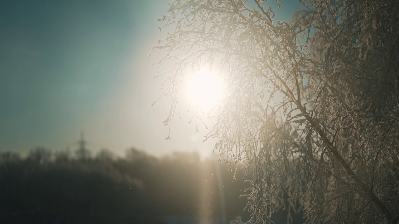 第一场初雪落在树上。视频素材