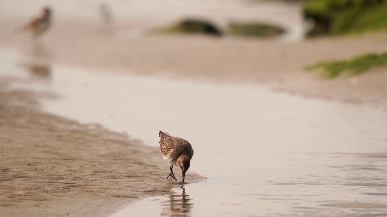 一只在海滩上觅食的敦林鹬(Calidris alpina)视频素材