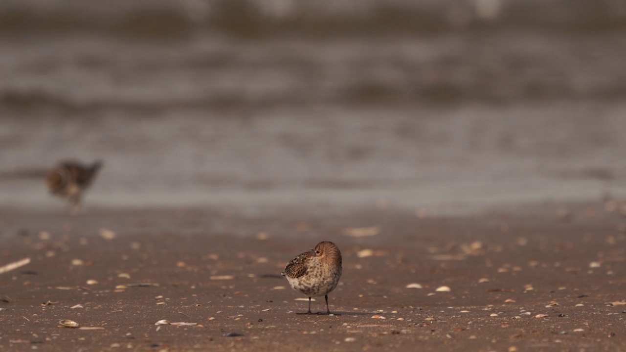 一只Dunlin (Calidris alpina)在皮线前的海滩上休息视频素材