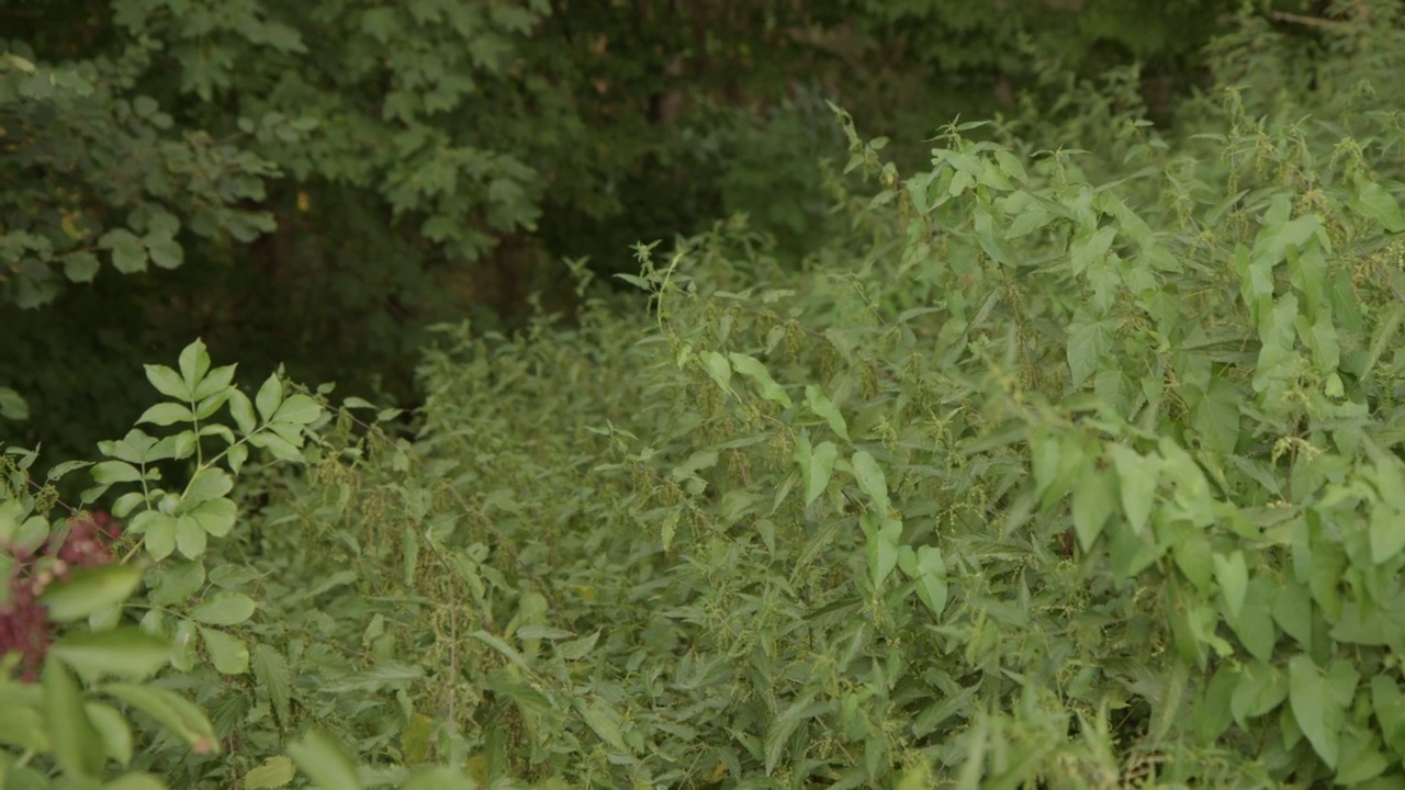 穿过长满荨麻的花园视频素材