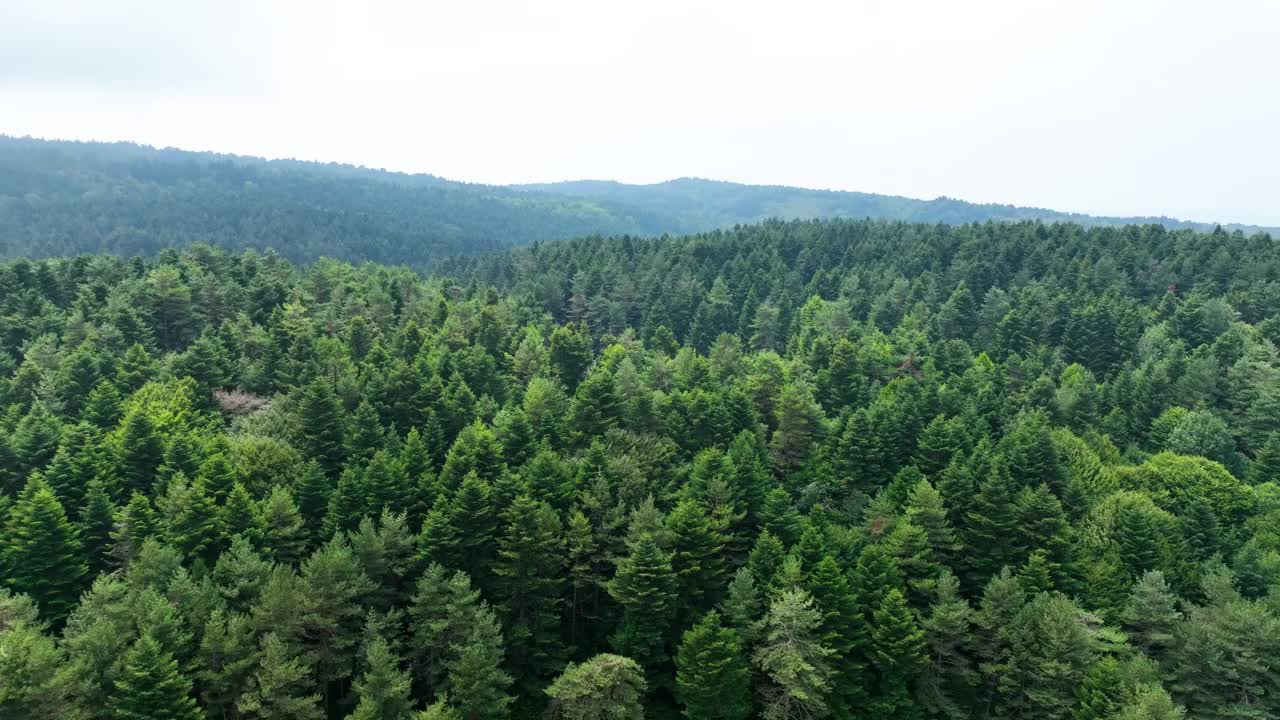 松林鸟瞰图，自然鸟瞰图，绿林鸟瞰图，山峰鸟瞰图视频素材