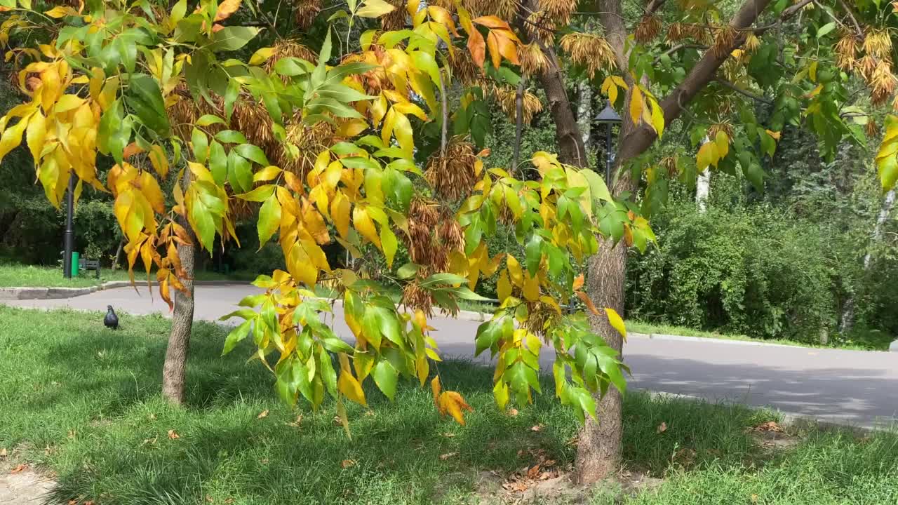 黄色的树在风平浪静的日子里，树枝在风中摇曳视频素材