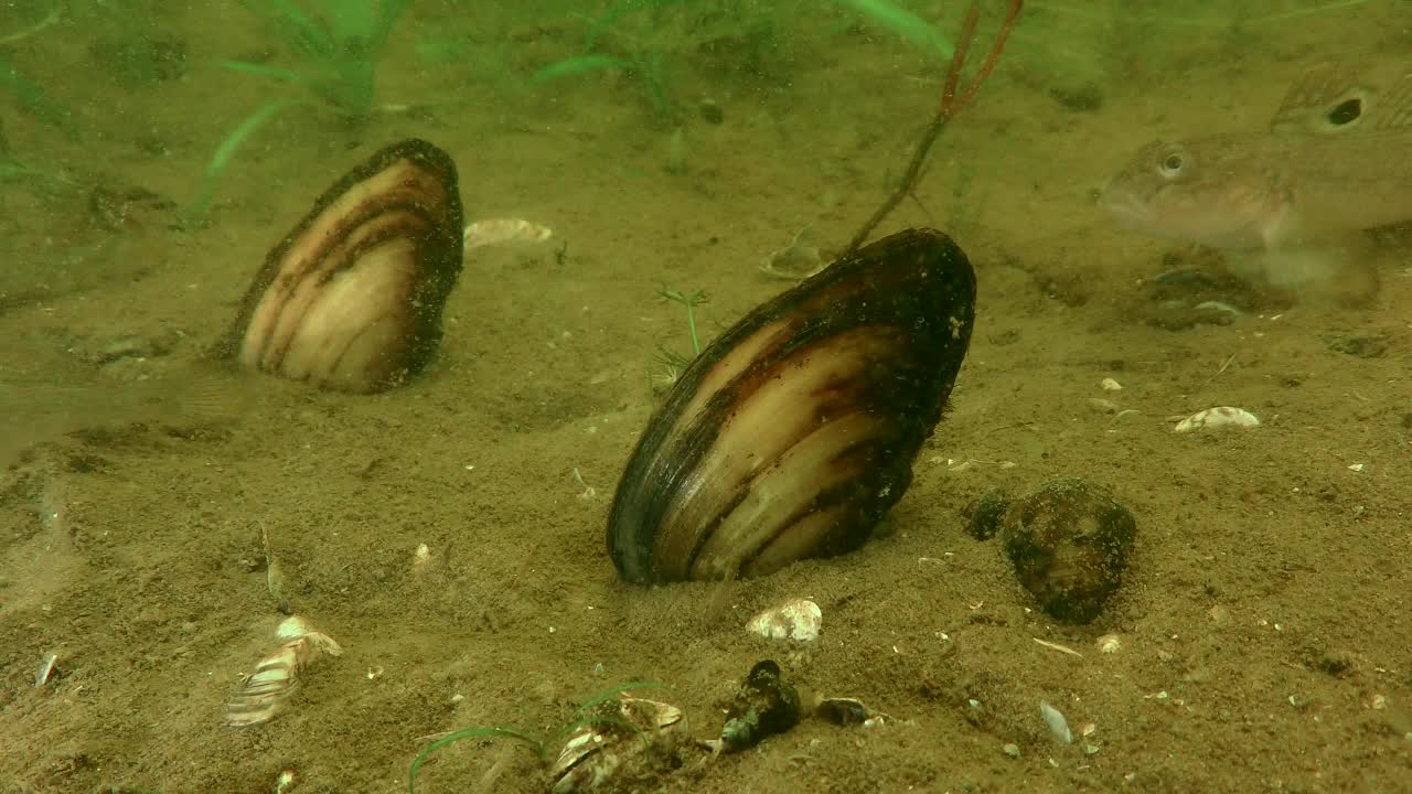 淡水双壳画家贻贝(画眉贻贝)。视频素材