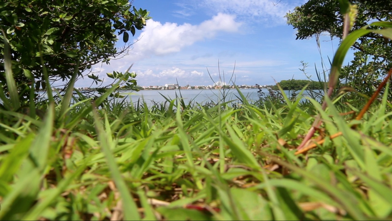 坎昆泻湖低角草水地平线视频素材