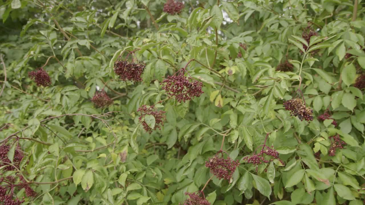 夏季果实成熟的接骨木丛视频素材