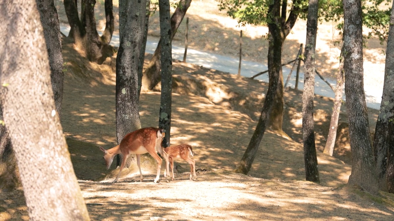 野生森林里的鹿家族视频素材