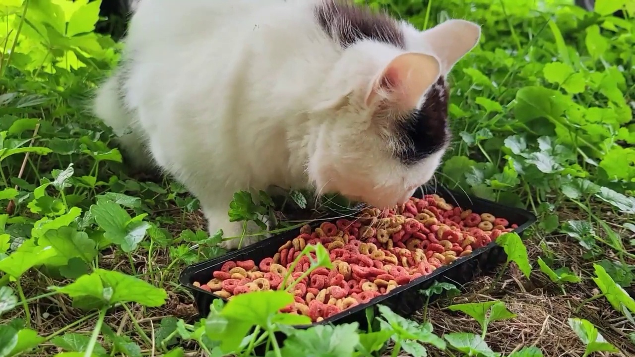 流浪猫吃干粮视频下载