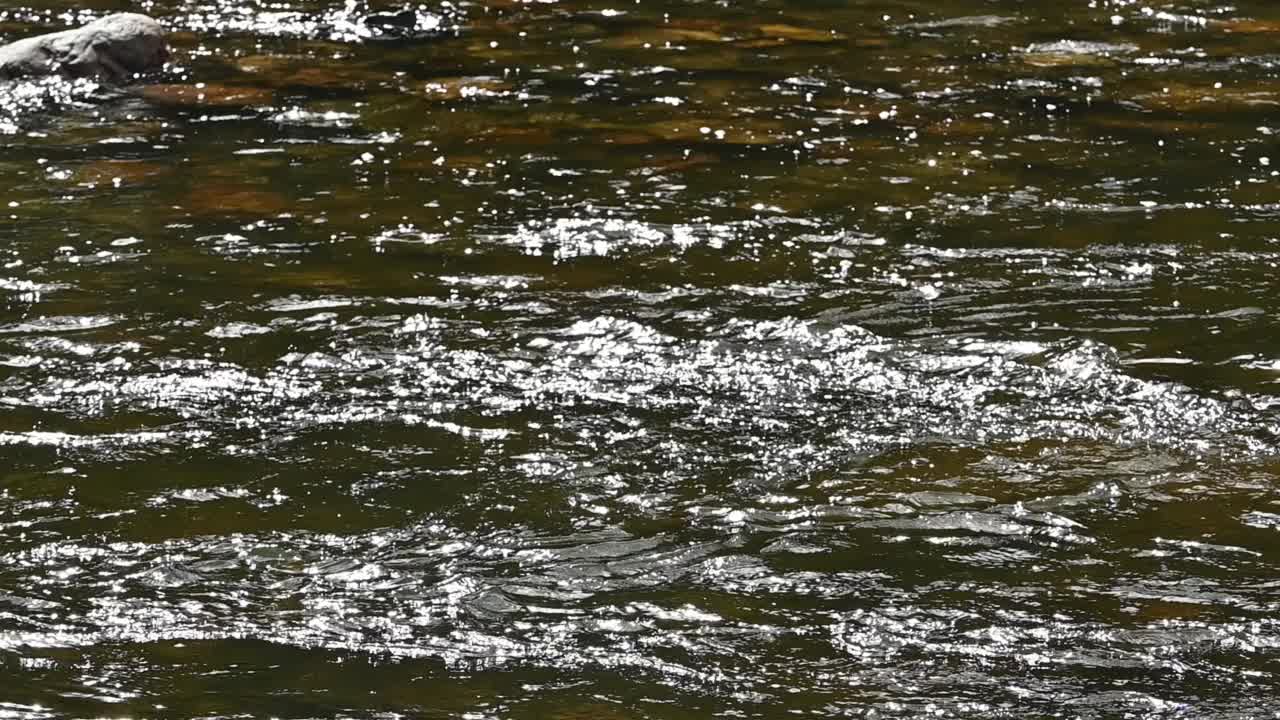 流动的溪水视频素材