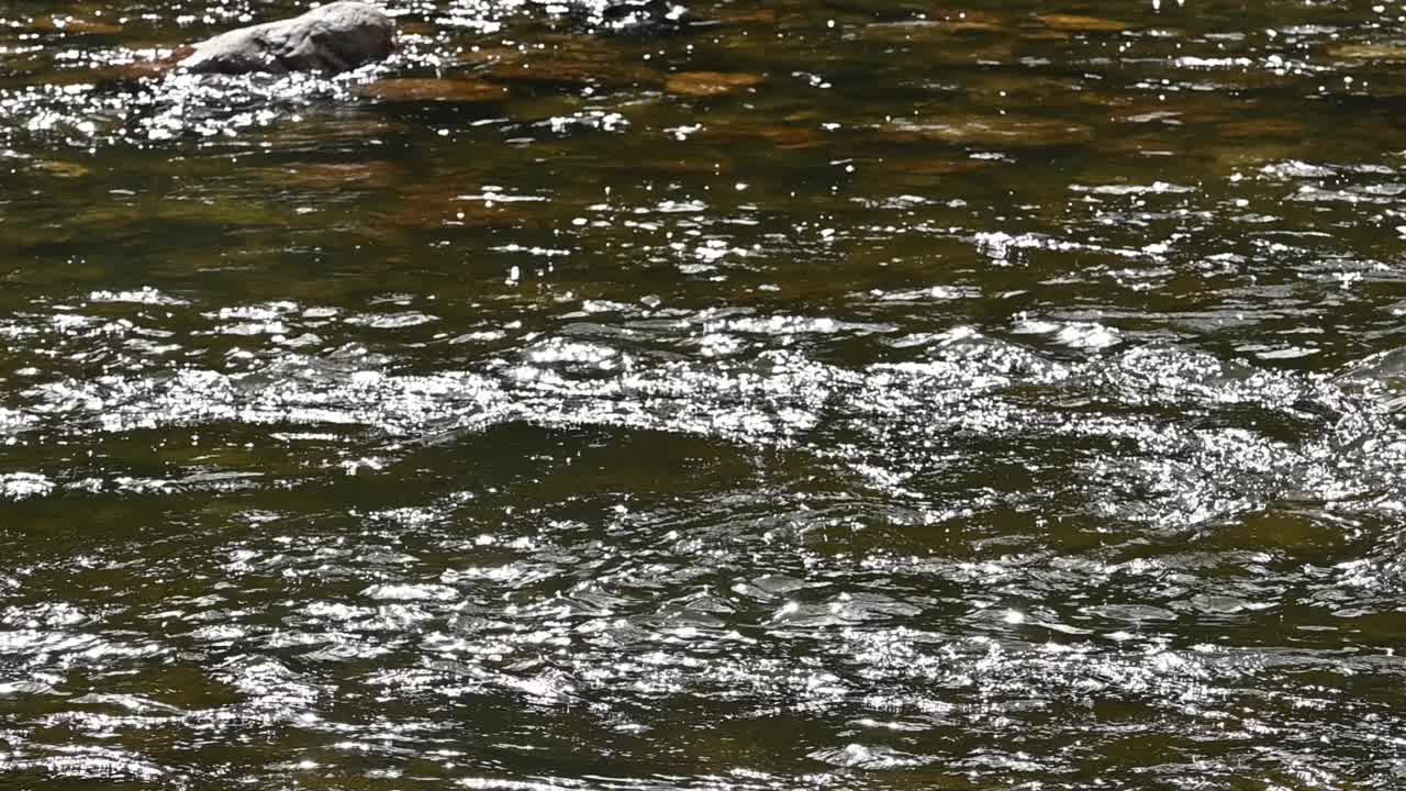 流动的溪水视频素材