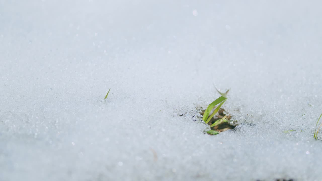 初春嫩绿的嫩芽。春天被雪覆盖的麦田。微距镜头。视频素材