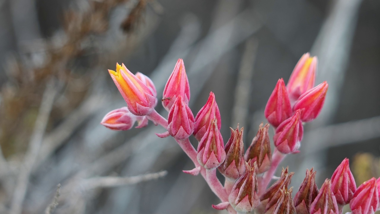 Dudleya Lanceolata Bloom -文图拉海岸071222视频素材