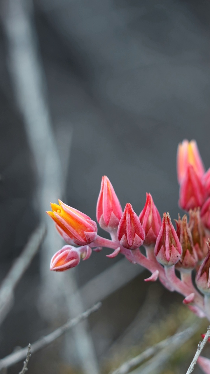 Dudleya Lanceolata Bloom -文图拉海岸071222视频素材