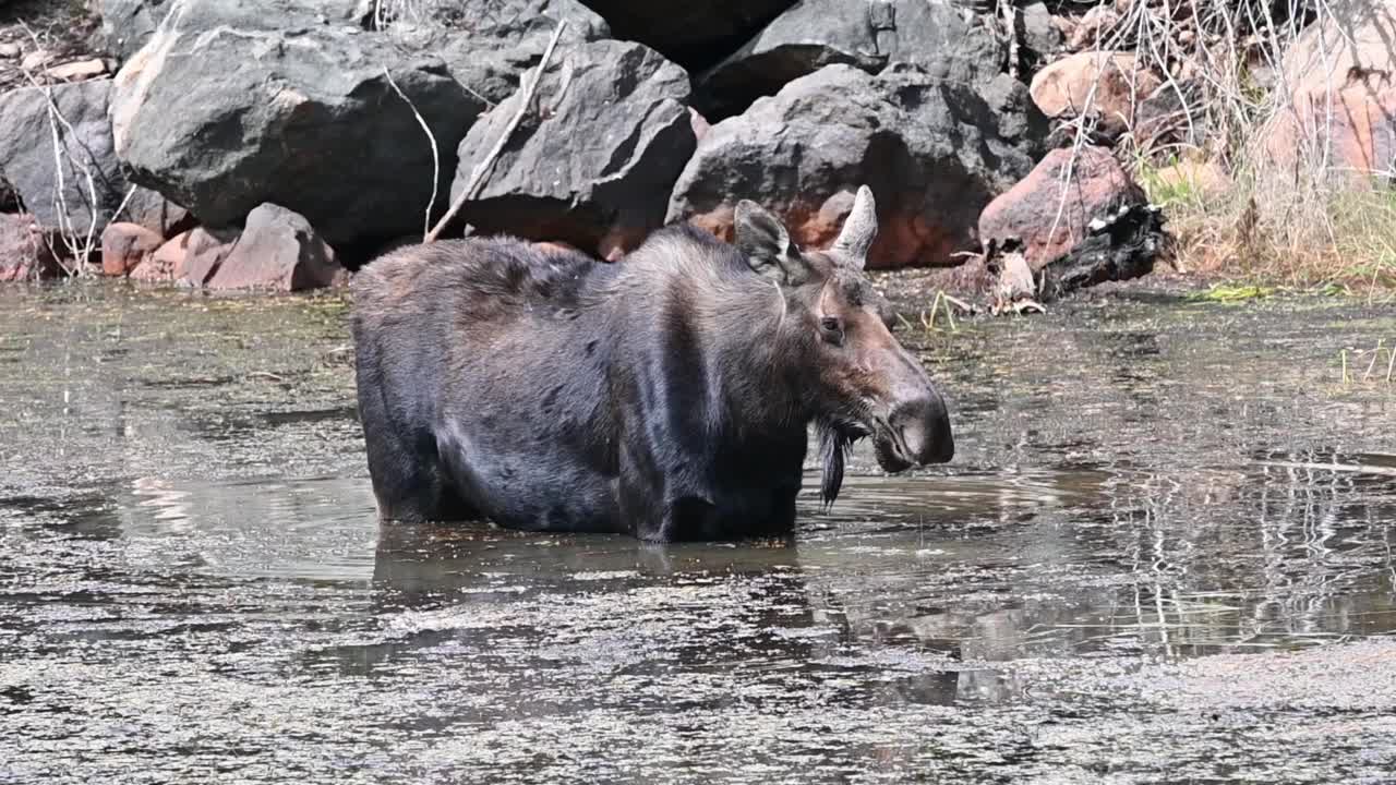 麋鹿在池塘视频素材