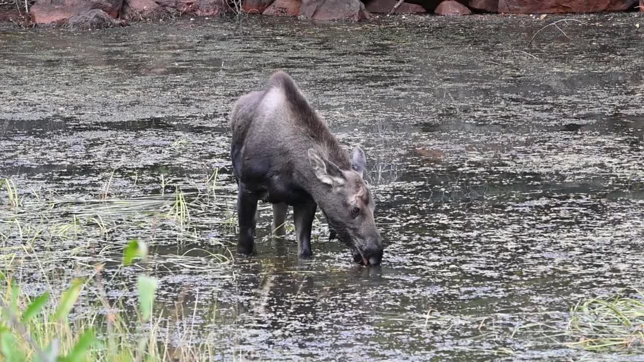 池塘里的小驼鹿视频素材