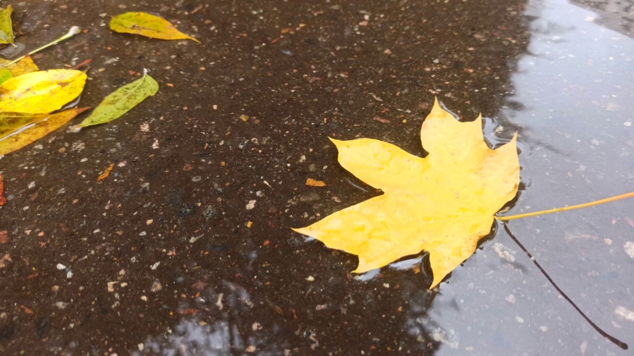 秋叶落在水坑里，树木倒映在水坑里视频下载