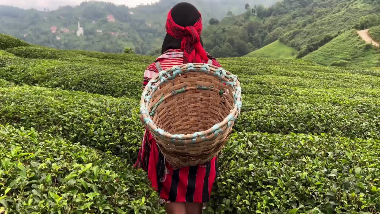 后视图的年轻女子柳条篮子，穿着传统的收获服装，走在一排排土耳其红茶种植园之间，在卡里埃利省视频素材