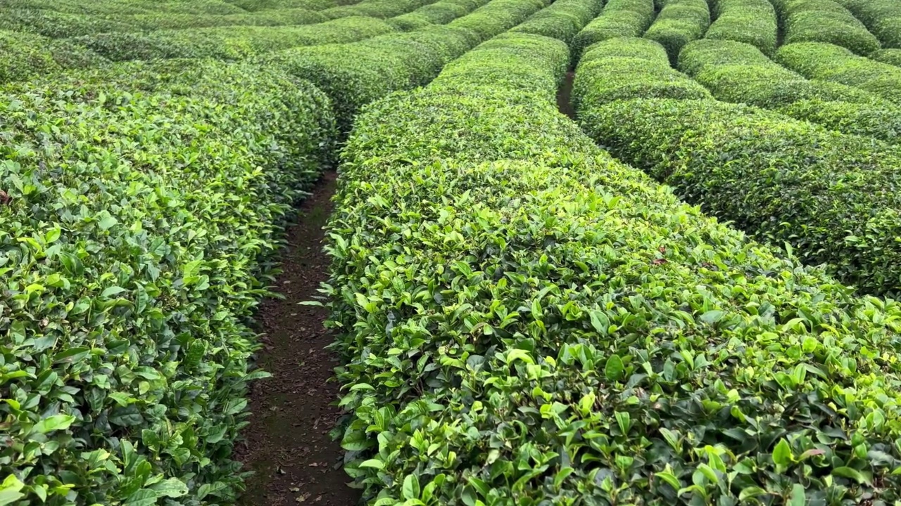 一排排的土耳其红茶种植在田野上视频素材