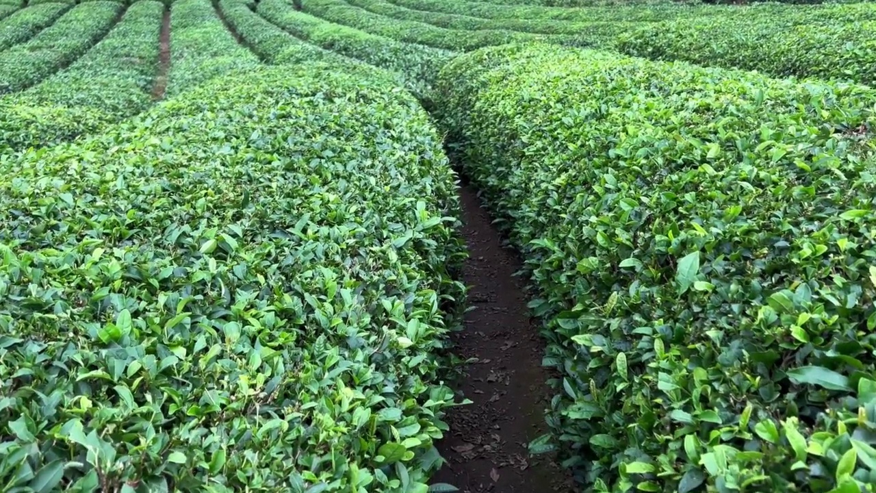 走在田间种植的一排排土耳其红茶种植园之间视频素材