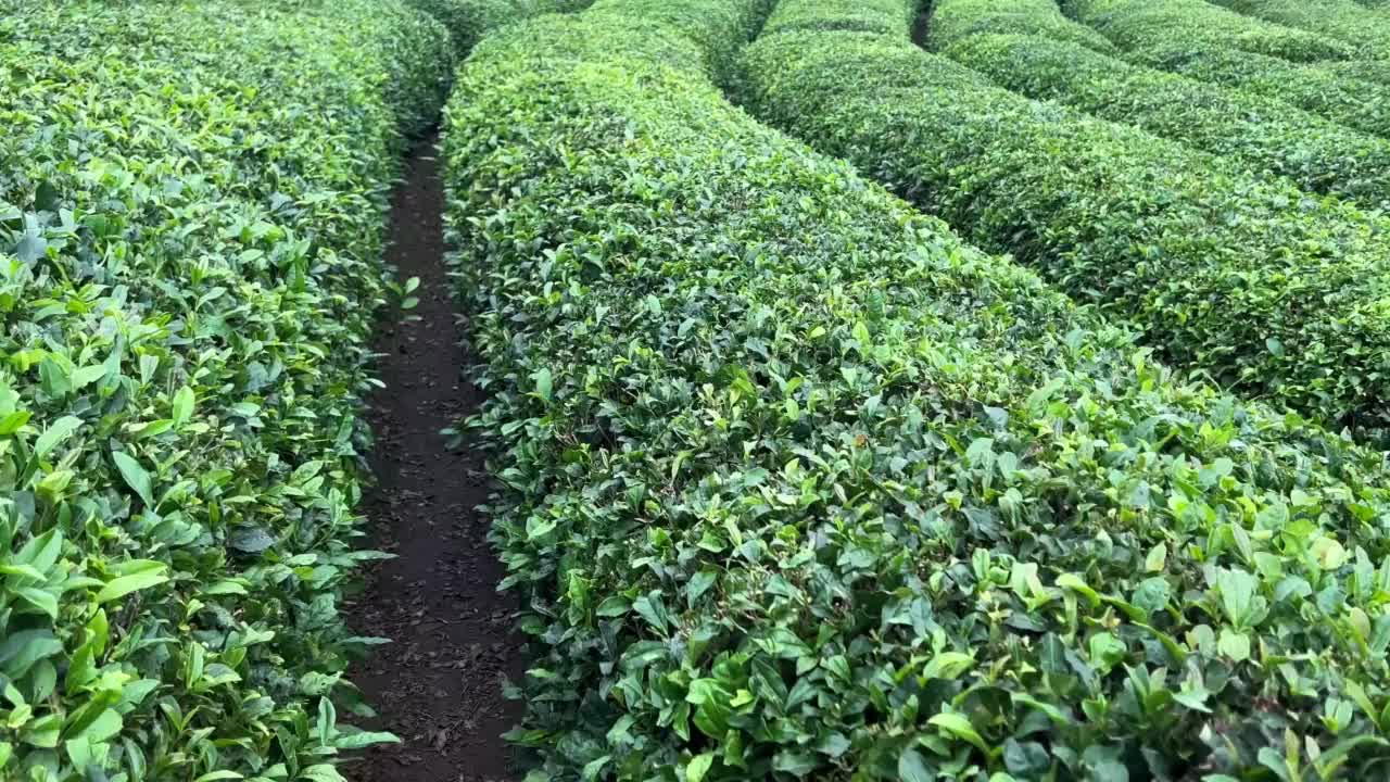 走在田间种植的一排排土耳其红茶种植园之间视频素材