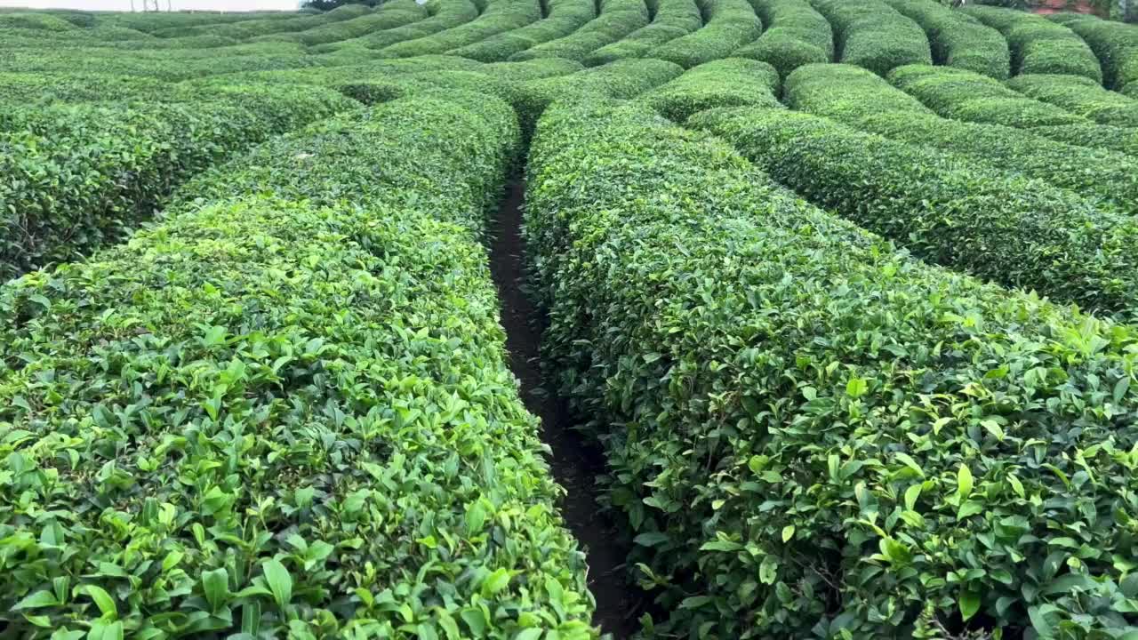 走在田间种植的一排排土耳其红茶种植园之间视频素材