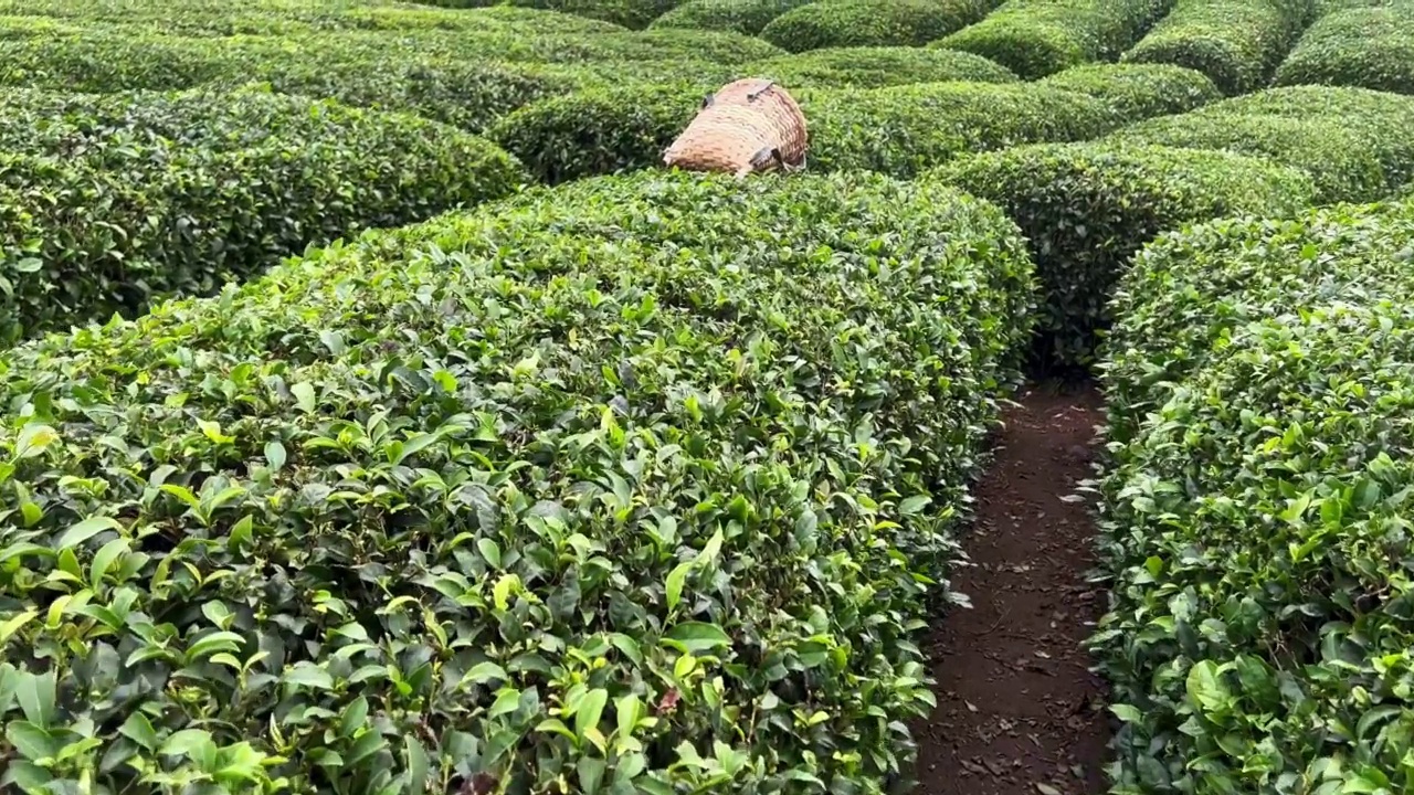 走在一排排土耳其红茶种植园之间，旁边有一个传统的柳条圆锥形收获篮视频素材