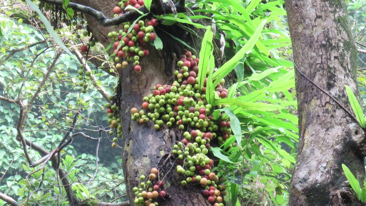 有苔藓和蕨类的无花果树视频素材