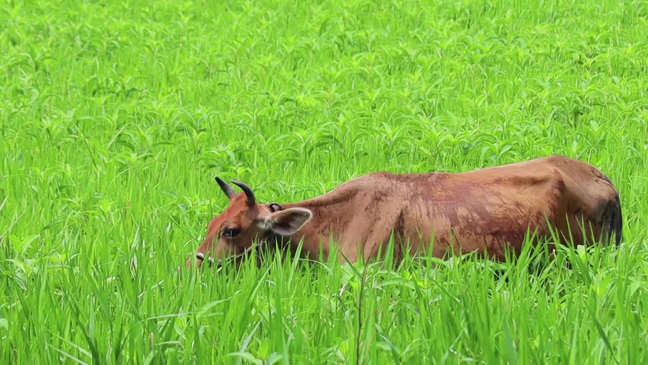 在印度，一头驯养的牛在长着高高的草的绿色田野里吃草。视频下载