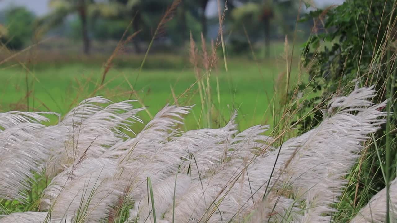 在西孟加拉邦的杜尔加节或杜塞赫拉节期间，白色卡什花或野生甘蔗或斯里兰卡草在风中摇曳。背景是郁郁葱葱的绿色稻田。视频素材