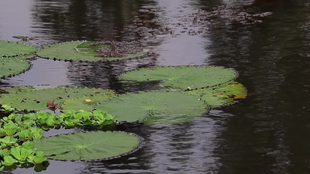 在西孟加拉邦的农村地区，睡莲或荷花的绿色圆形叶子漂浮在池塘的水中。水因风而起涟漪。视频下载