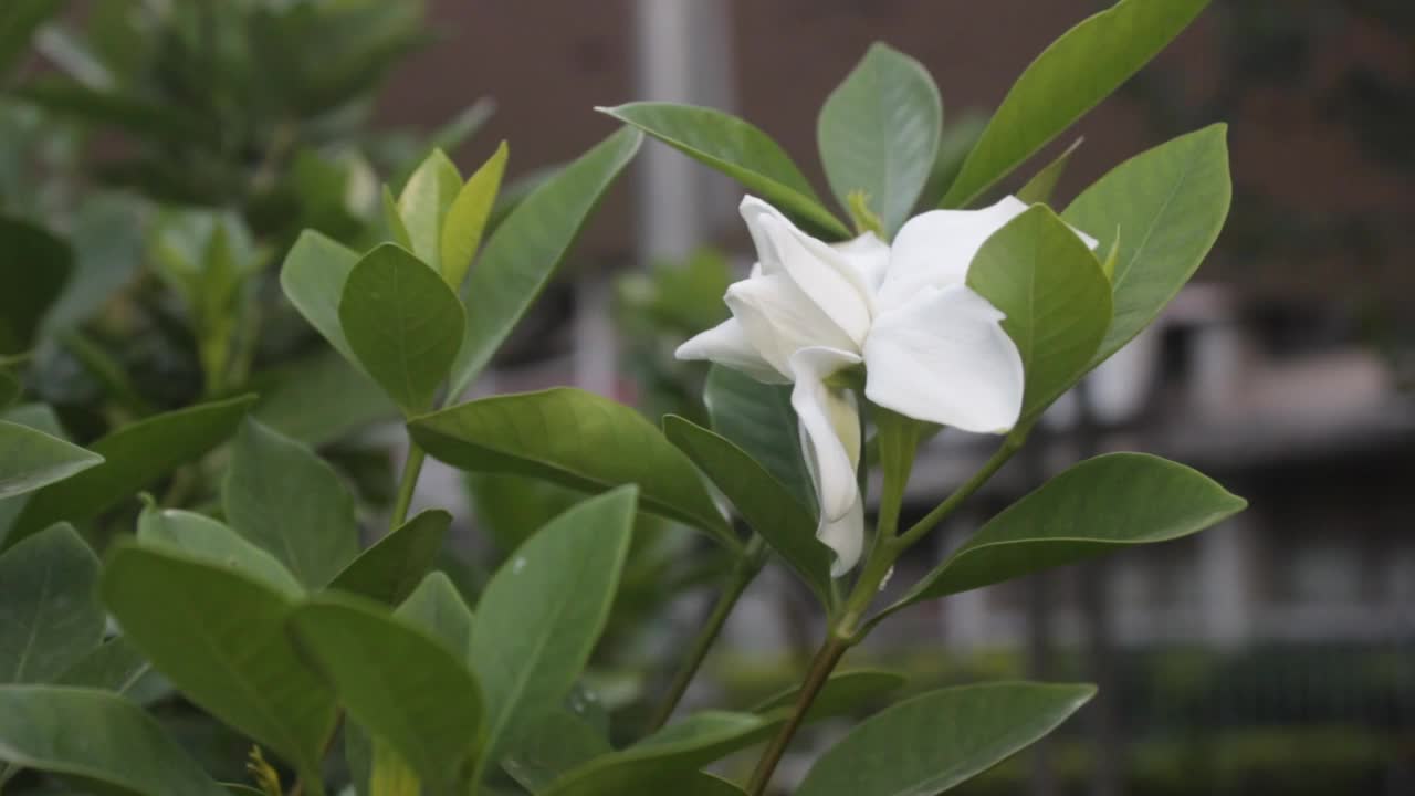 茉莉花视频下载