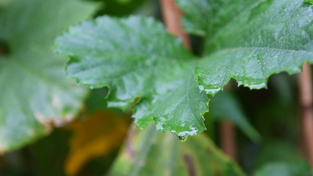 雨滴落在树叶上视频素材