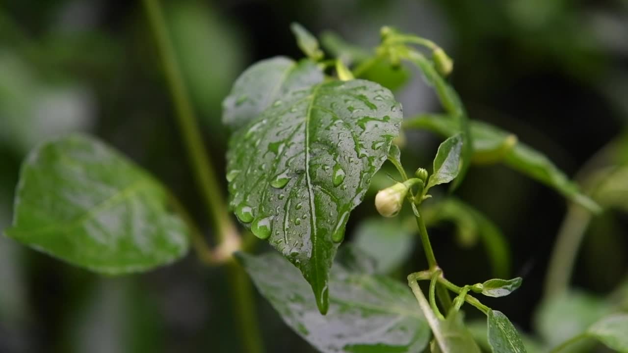 雨滴落在树叶上视频素材