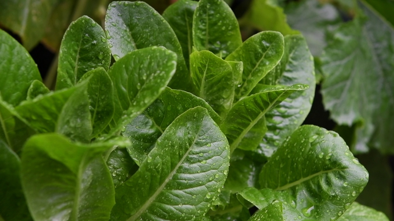 雨滴落在树叶上视频素材