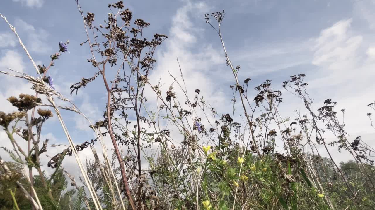 天空背景上的野草的低角度视图视频素材