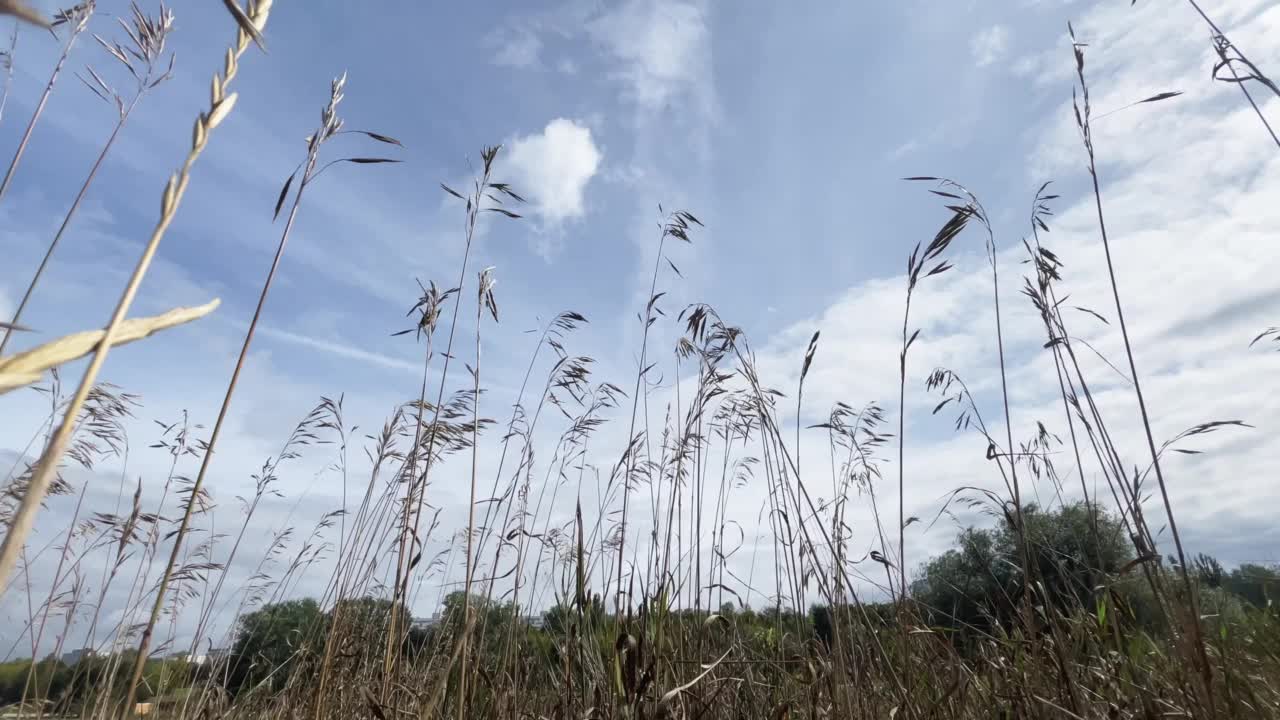 天空背景上的野草的低角度视图视频素材